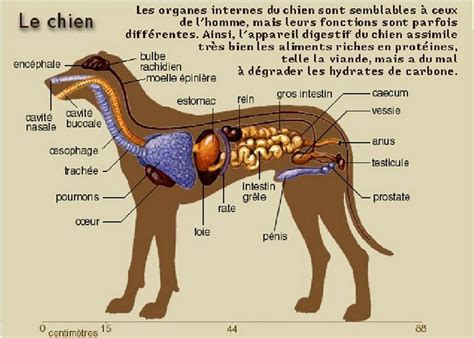 anatomie du chien femelle|anatomie du chien mâle.